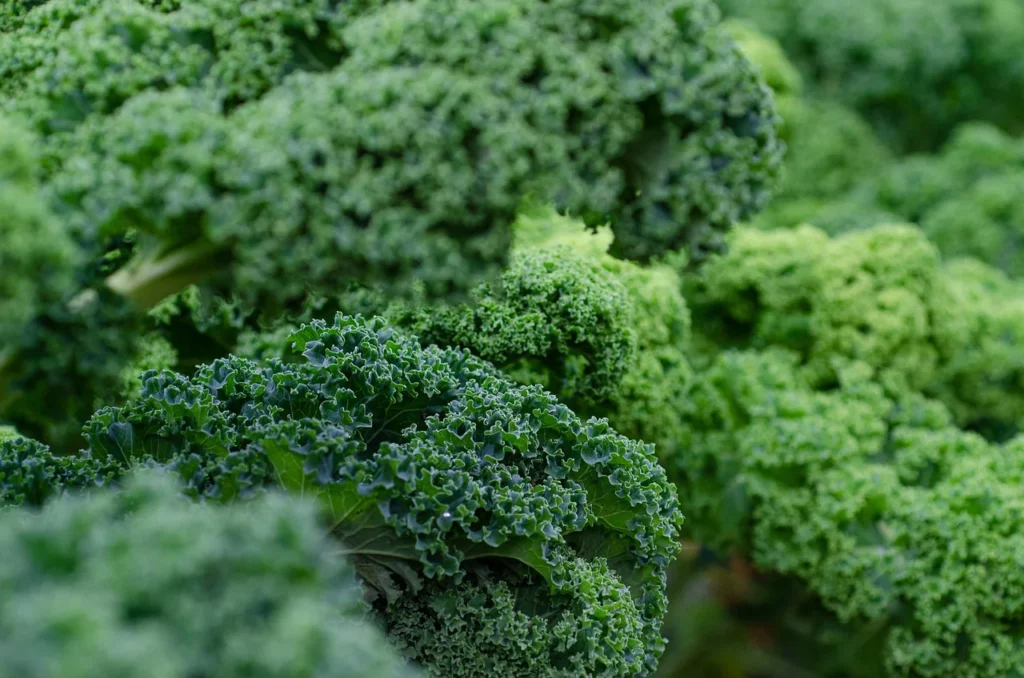 Kale - Science Of Superfoods