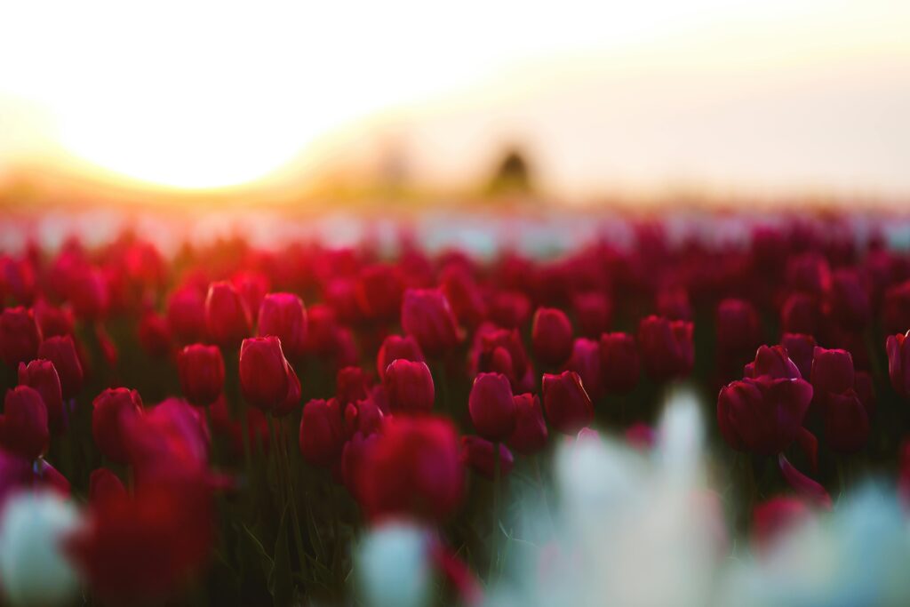 festivals-around-the-world-tulip