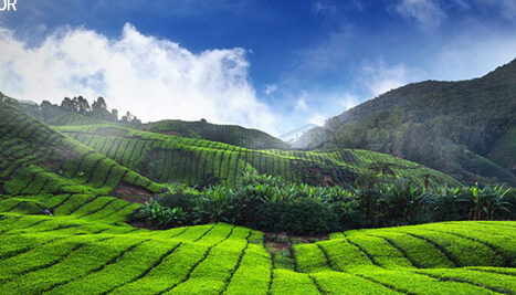 Kerala Tea