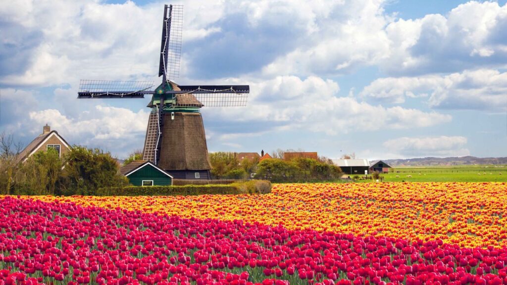 Dutch Tulip Fields