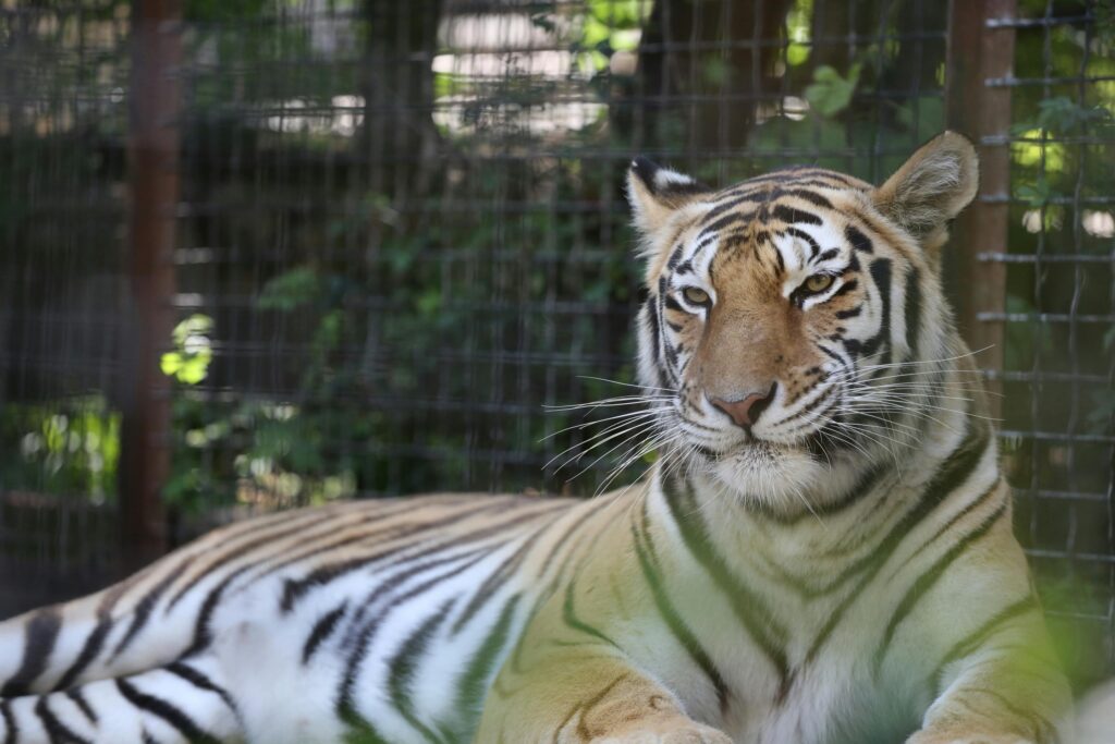 spring-break-activities-zoo-tiger