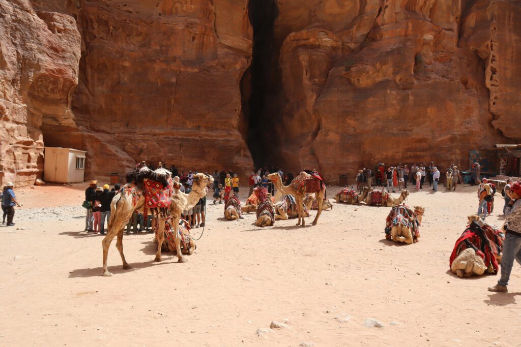 visit-petra-jordan-camels